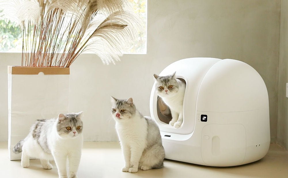 What Risks Are You Taking When Not Knowing Your Cat Urinary Frequency? - Primegoodss